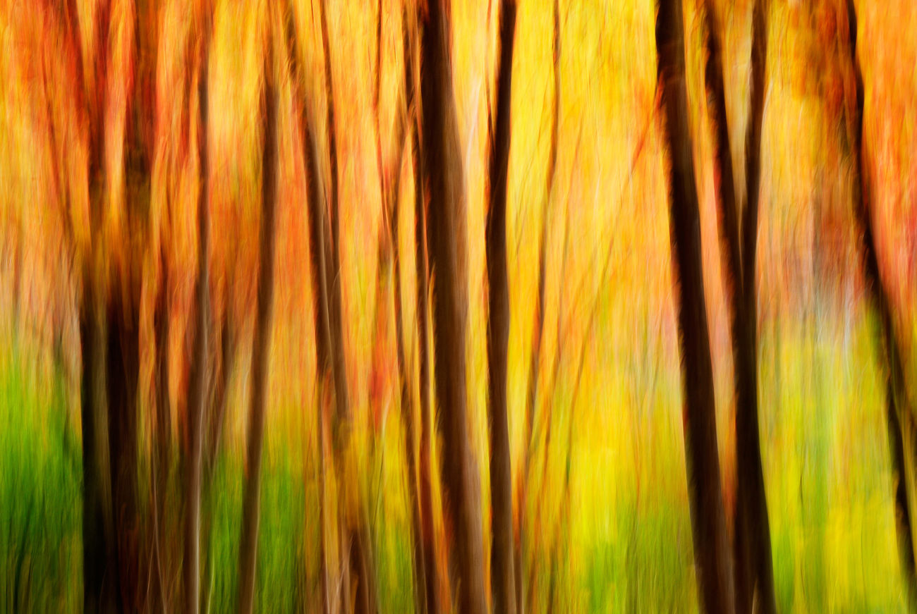 flaming-forest-acadia-national-park-maine-2009-national-gallery-of